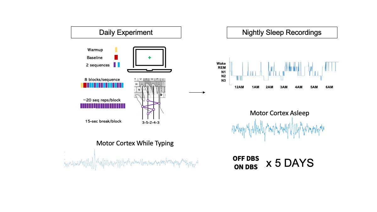 Two-panel figure how neural activity is recorded during these experiments